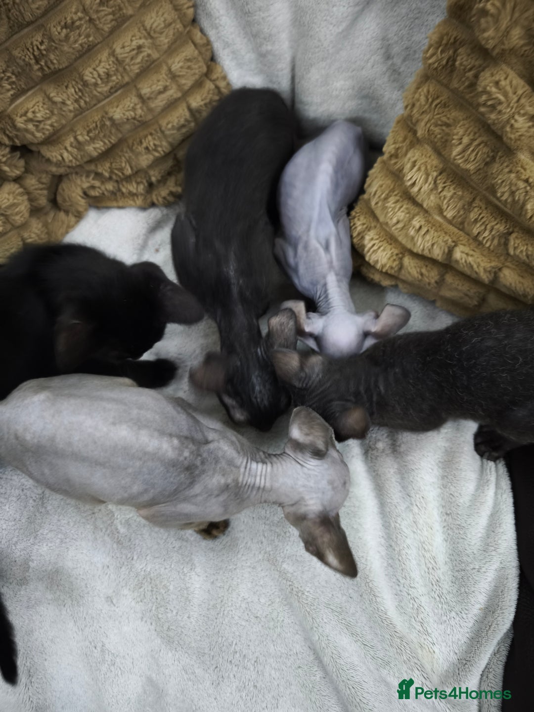 Sphynx cats for sale: Mixed sphynx kittens for sale  - Image 6
