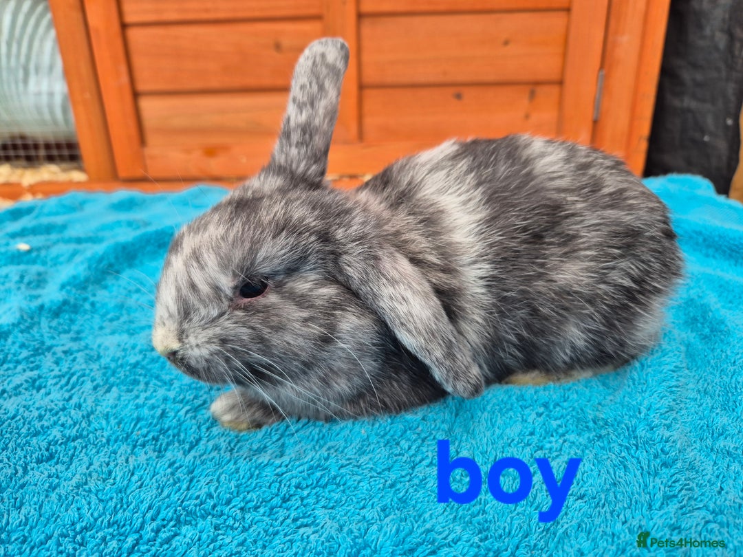 French Lop rabbits for sale: Gorgeous french lop babies  - Image 3