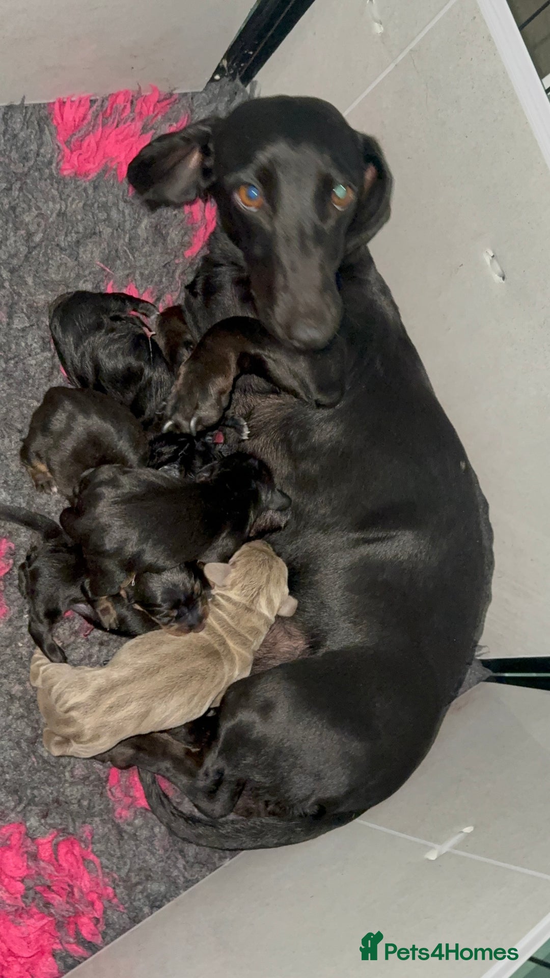 Miniature Dachshund dogs for sale: Miniature Dachshund puppy’s for sale  - Image 2
