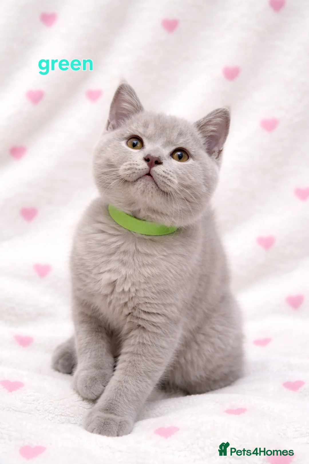 British Shorthair cats for sale: British Shorthair Kittens  – GCCF Active Parents - Advert 9