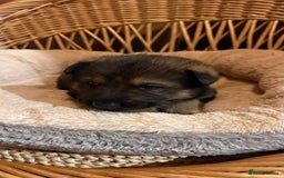 German Shepherd dogs for sale: Beautiful Pure Bread German Shepherds - Image 3