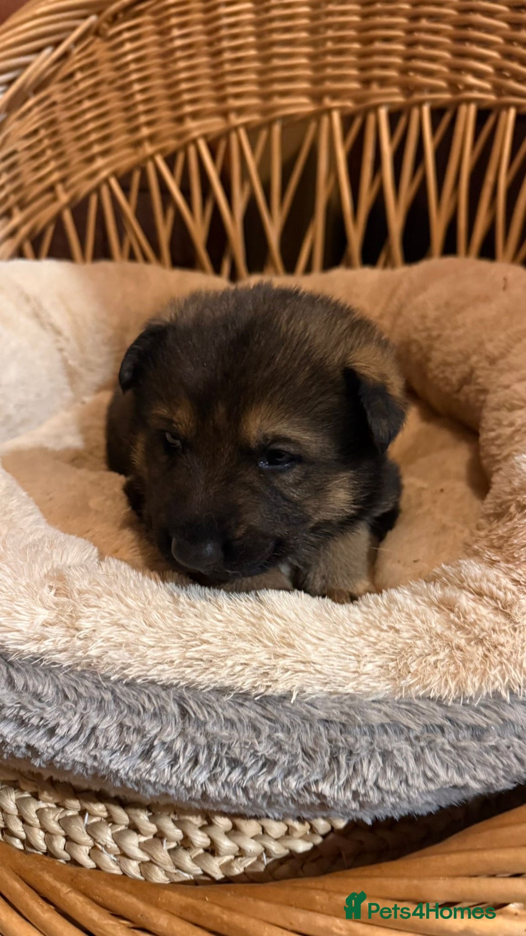 German Shepherd dogs for sale: Beautiful Pure Bread German Shepherds - Image 3