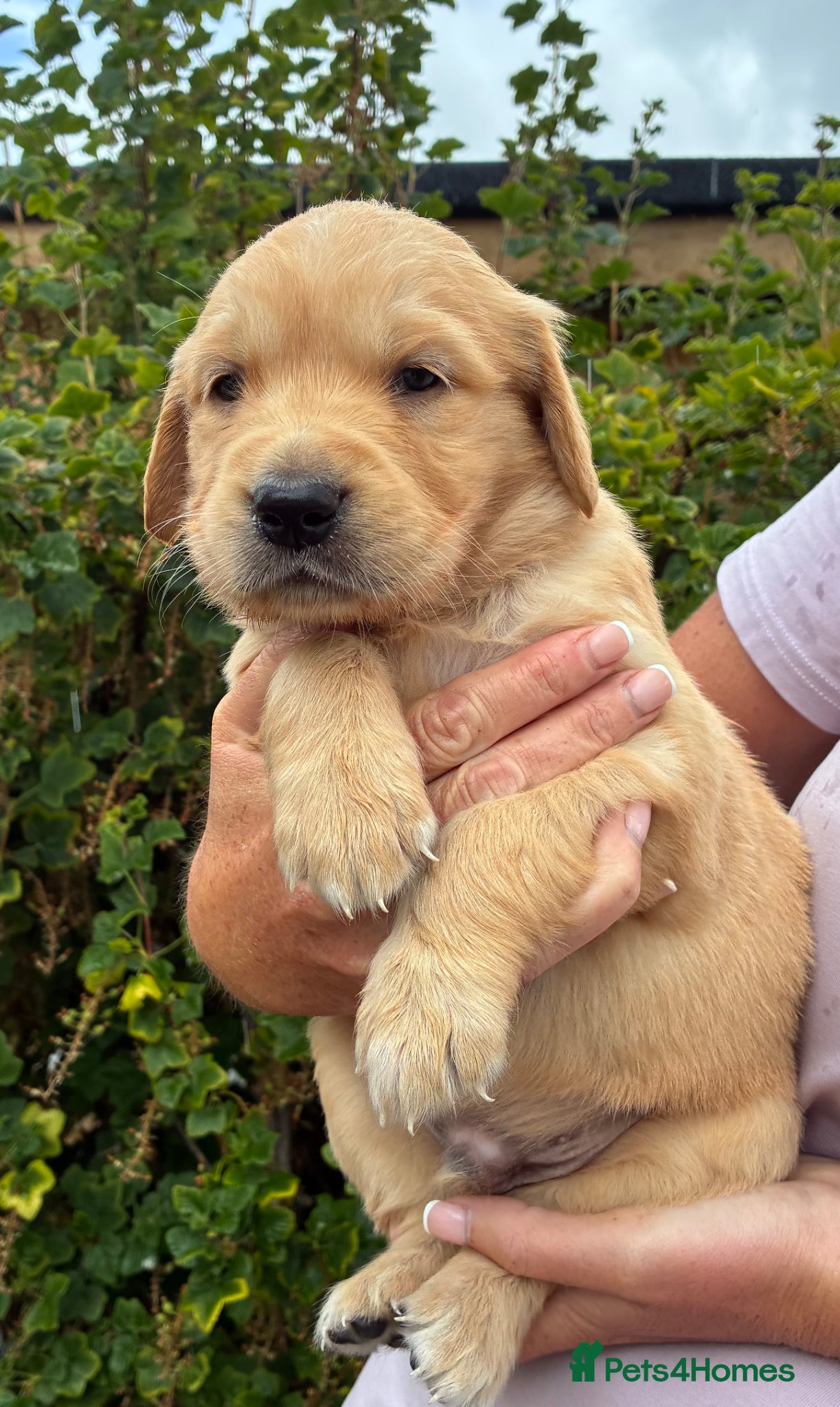 Golden Retriever dogs for sale: Stunning kc golden retriever puppies 🐶  in Ashford - Advert 14