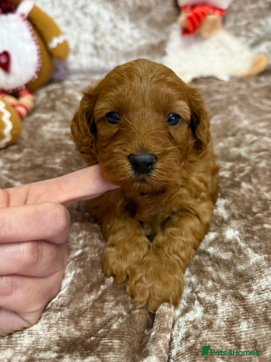 Maltipoo dogs for sale: BEAUTIFUL TEDDY BEAR F1B MALTIPOO BABIES! - Advert 9