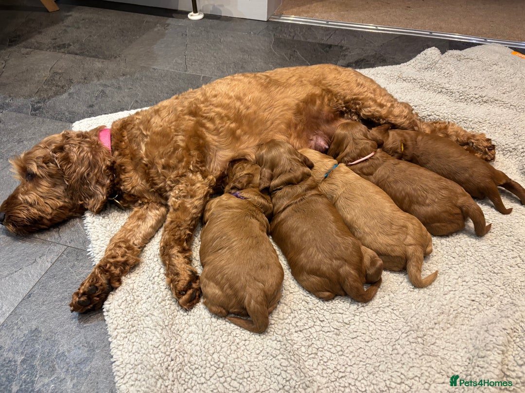 Cockapoo dogs for sale: Gorgeous F2 Cockapoo Puppies - Image 11