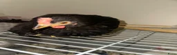 Chickens poultry for sale:     Dutch Bantam This black bird - Advert 2