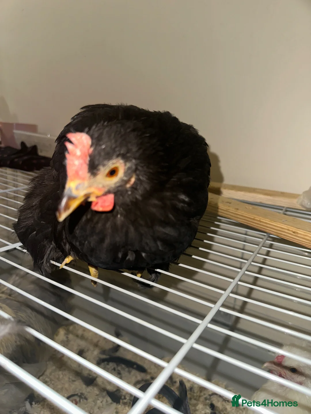Chickens poultry for sale:     Dutch Bantam This black bird - Advert 2