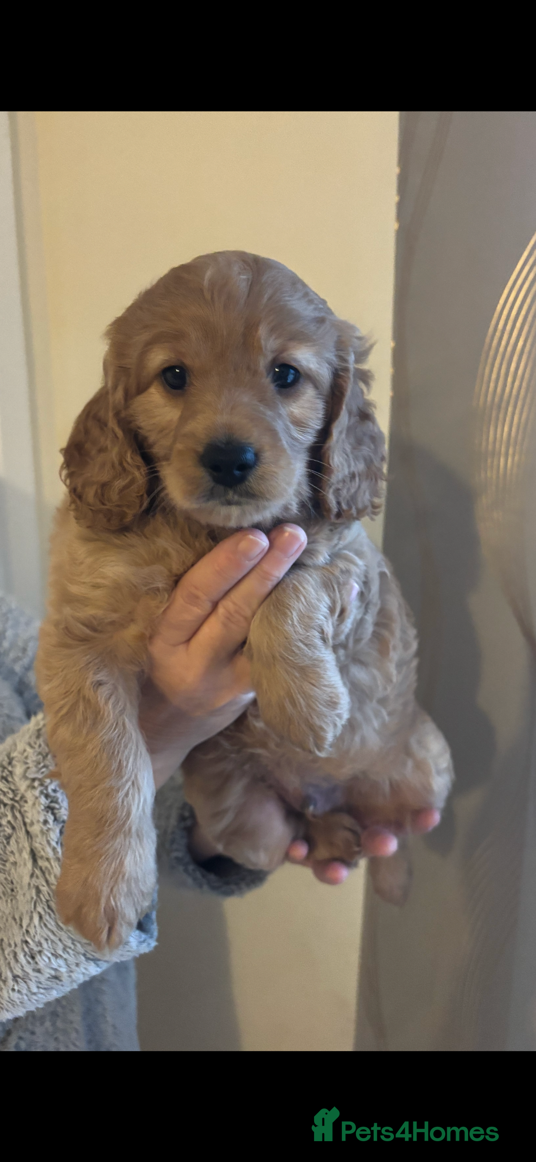 Cockapoo dogs for sale: Last cockapoo boy looking for his forever home ❤️ - Advert 1