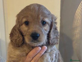 Cockapoo dogs Last cockapoo boy looking for his forever home ❤️ - Advert 6