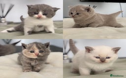 British Shorthair cats for sale: 2 LITTERS GCCF HEALTH TESTED BSH KITTENS - Image 1