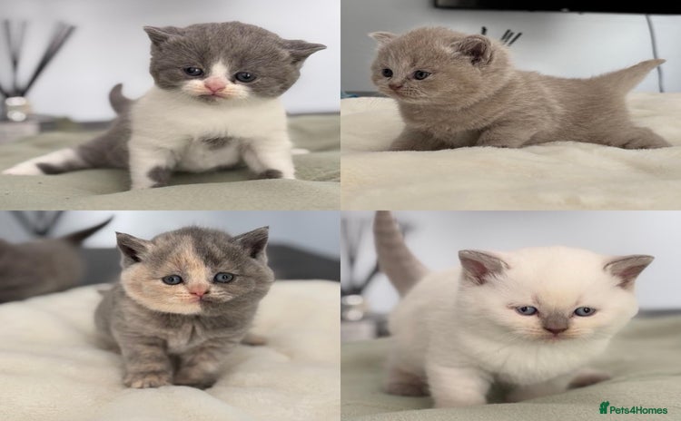 British Shorthair cats - Advert 14