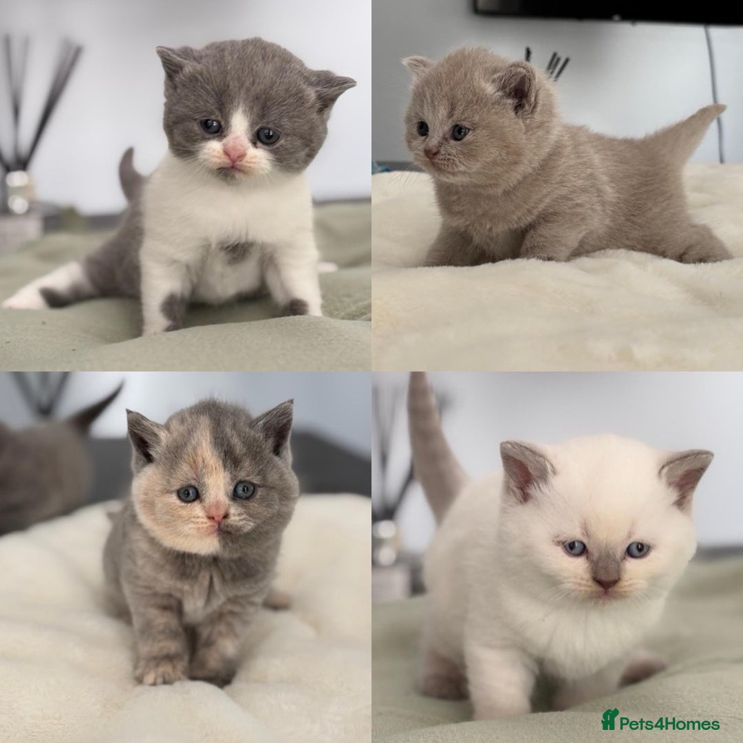 British Shorthair cats for sale: 2 LITTERS GCCF HEALTH TESTED BSH KITTENS - Image 1