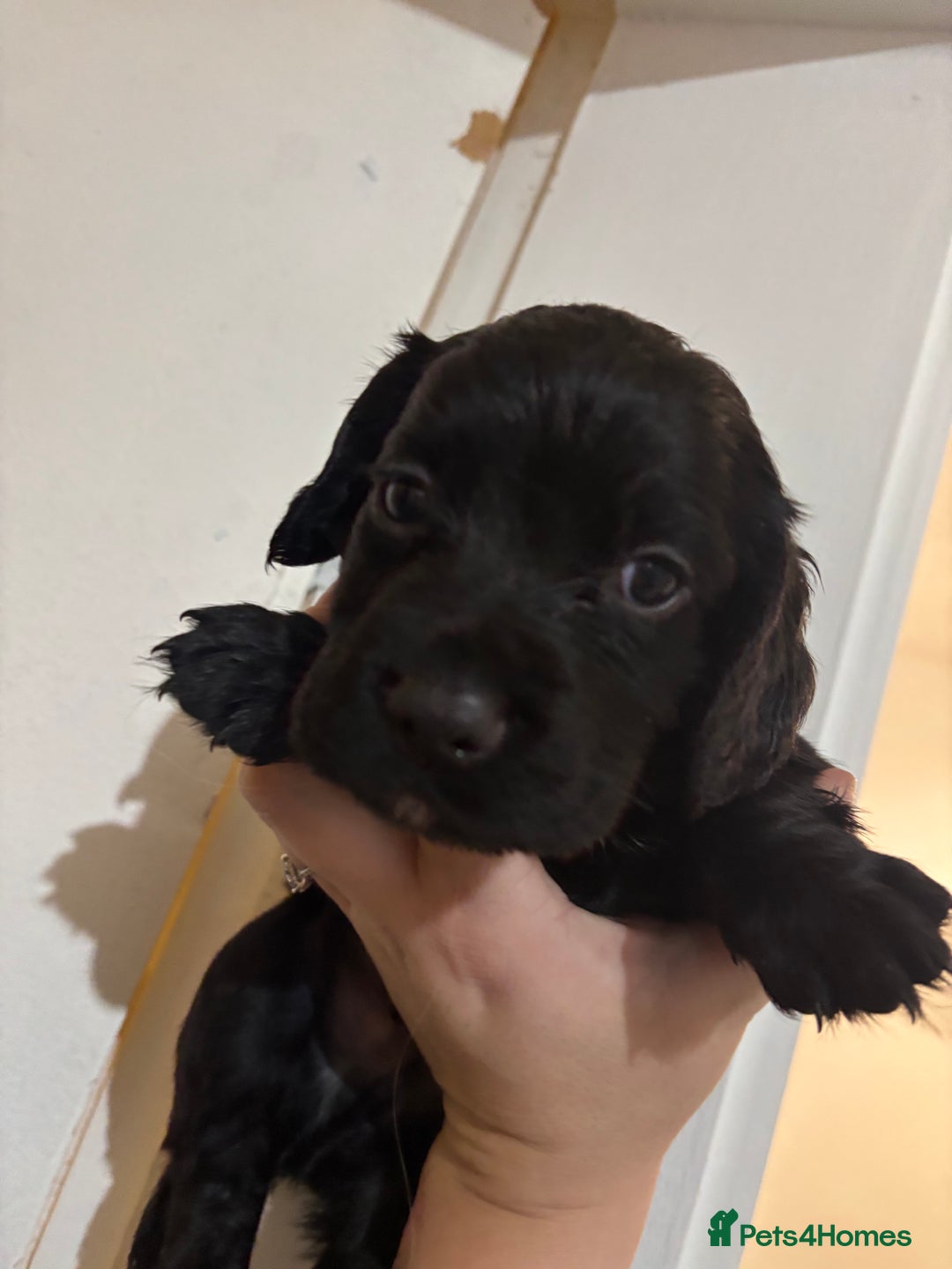 Cocker Spaniel dogs for sale: 🐶Beautiful Cocker spaniel puppies 🐶  - Advert 25