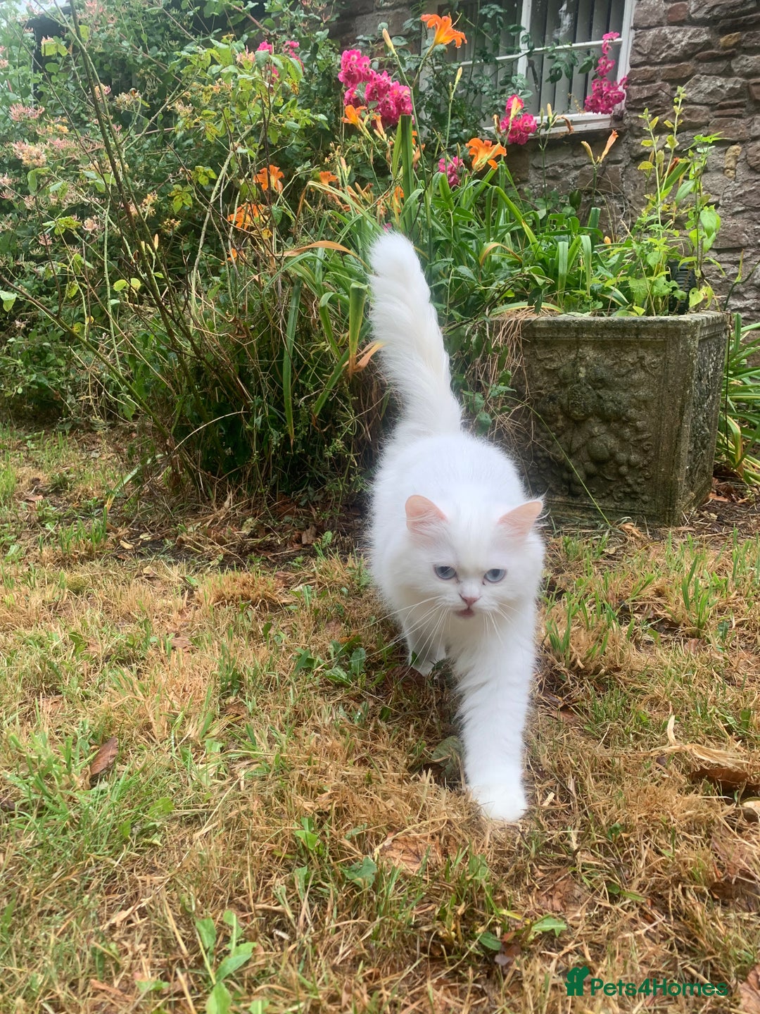 Persian cats for sale: 2 gorgeous Persian kits - Image 5