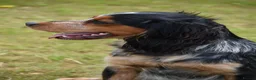Cocker Spaniel dogs for stud: KC BrowFarm Black Magic (working cocker spaniel) - Advert 3