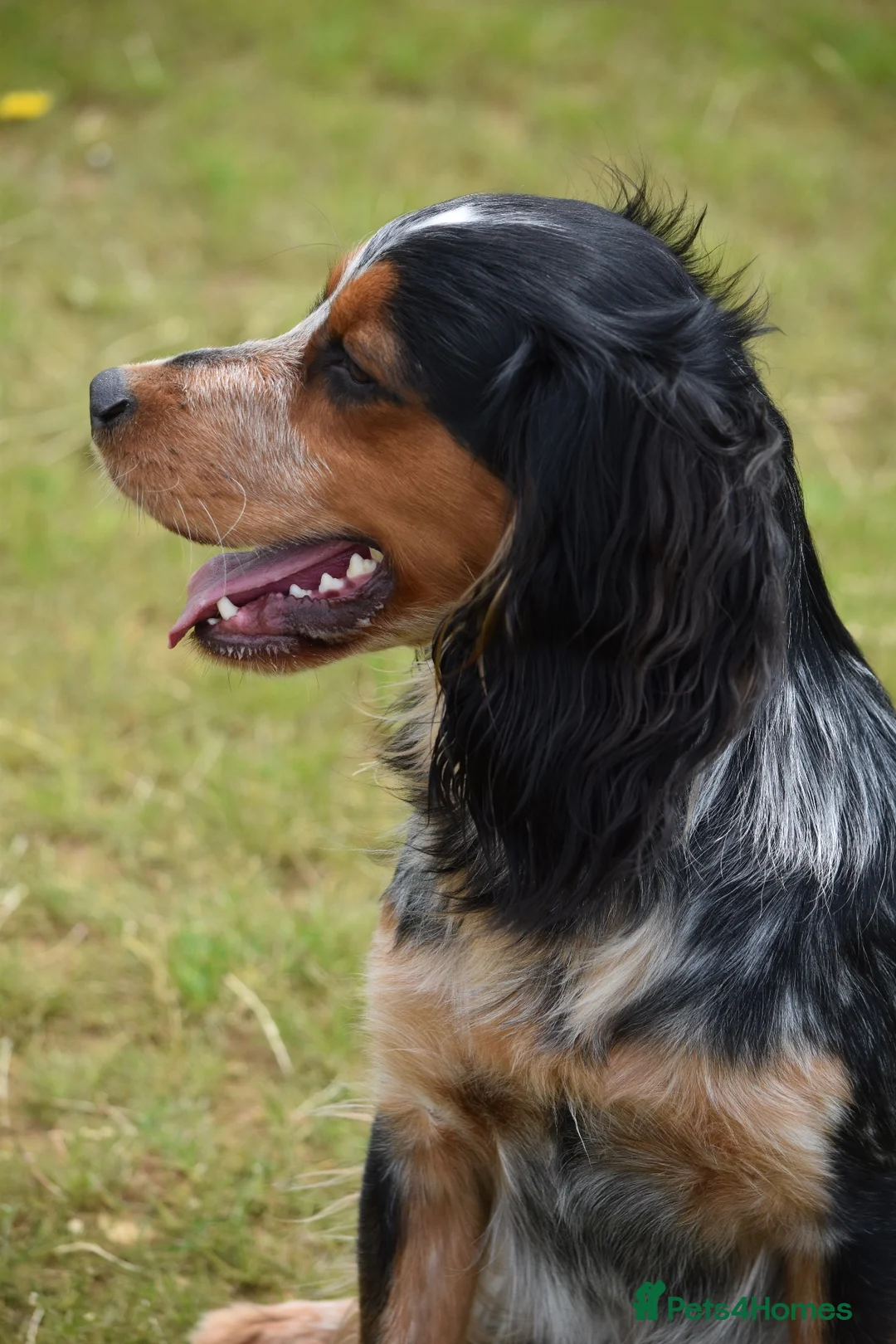 Cocker Spaniel dogs for stud: KC BrowFarm Black Magic (working cocker spaniel) - Advert 3