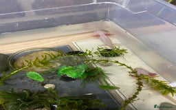 Axolotl reptiles for sale: Axolotl juveniles - Image 4