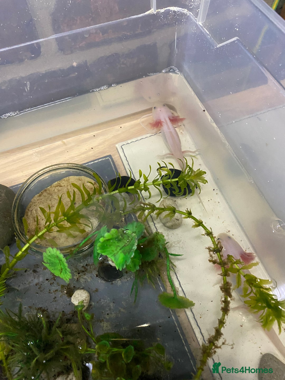 Axolotl reptiles for sale: Axolotl juveniles - Image 4