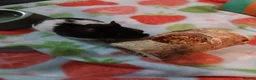 Hamster rodents for sale: Young female syrian hamster for sale  in Ilkeston - Advert 14