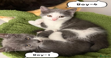 Himalayan cats - Advert 7