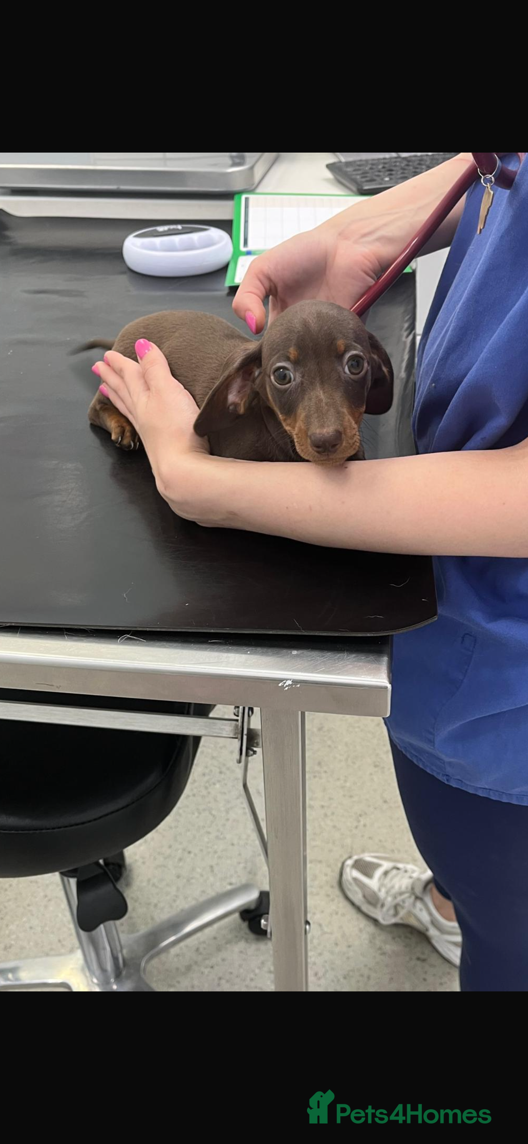 Miniature Dachshund dogs for sale: Miniature Daschund KC. PRA-OI-CRD-PRA-NCL - Image 35