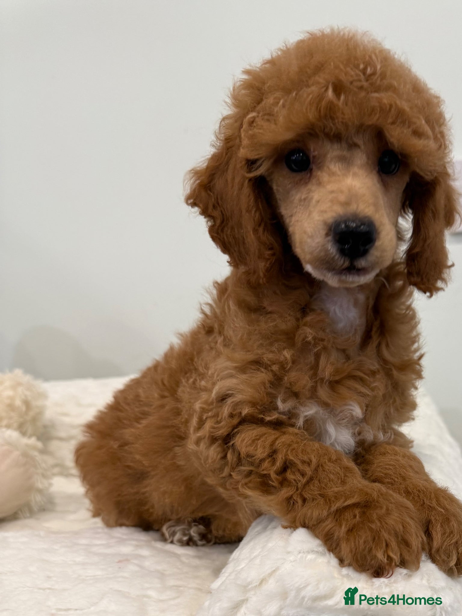 Miniature Poodle dogs 2 stunning boys available. Full kc & DNA clear.  - Advert 1