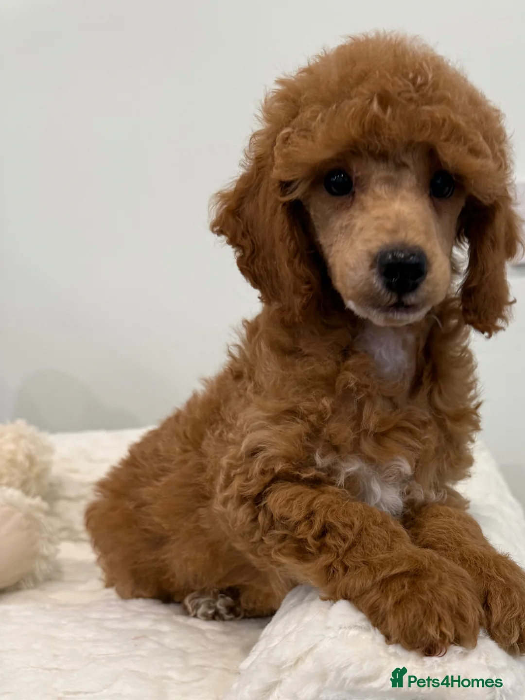 Miniature Poodle dogs for sale: 2 stunning boys available. Full kc & DNA clear.  - Advert 1
