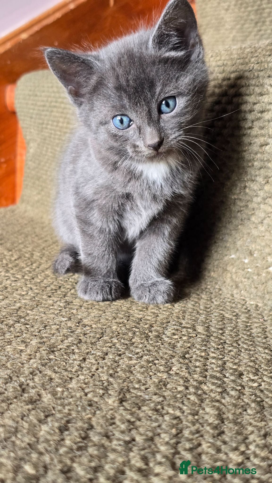 Mixed Breed cats Gorgeous litter almost ready to go. - Advert 5