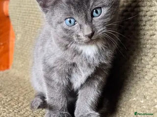 Mixed Breed cats Gorgeous litter almost ready to go. - Advert 5