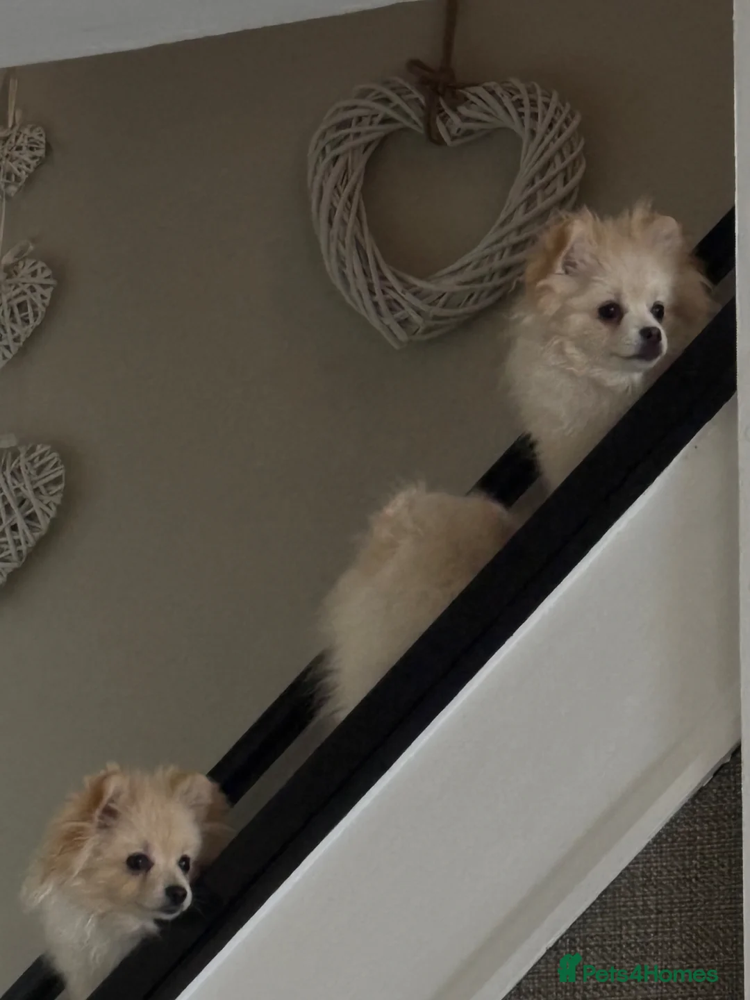 Pomeranian dogs for sale: Bruce’s the most loving . Pomeranian  reduced  - Advert 2