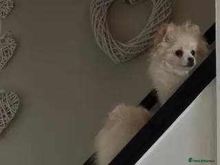 Pomeranian dogs Bruce’s the most loving handsome. Pomeranian - Advert 5