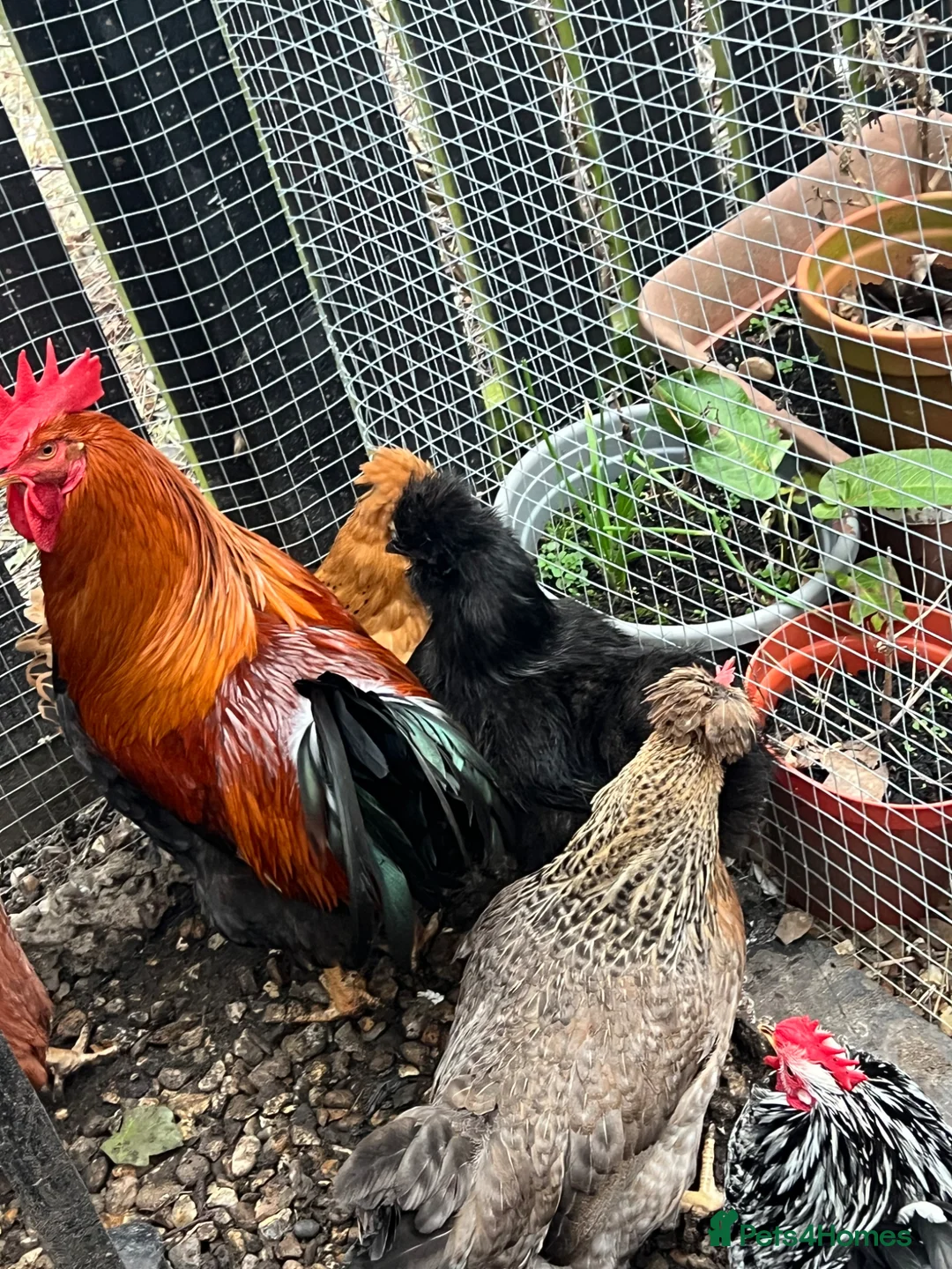 Mixed Breed poultry for sale: Hens rooster  in Cramlington - Advert 5