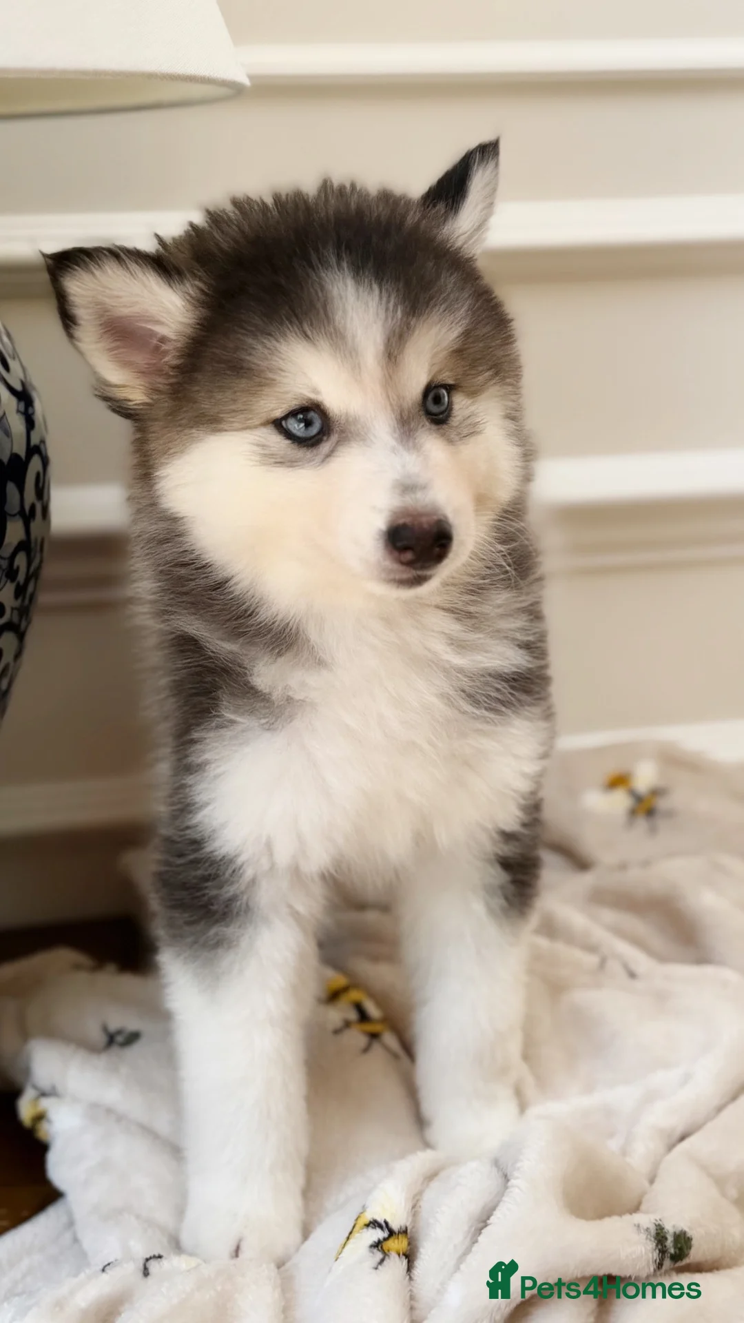 Pomsky dogs for sale: Blue Eyed Pomsky Girl in London *available* - Advert 2