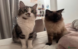 Ragdoll cats for sale: 5 beautiful kittens, 3/4 ragdoll 1/4 tabby - Image 2