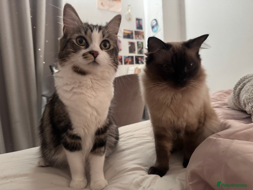 Ragdoll cats for sale: 5 beautiful kittens, 3/4 ragdoll 1/4 tabby - Image 2