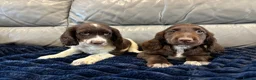 Cocker Spaniel dogs for sale: Cocker spaniel puppies ready now  - Advert 8