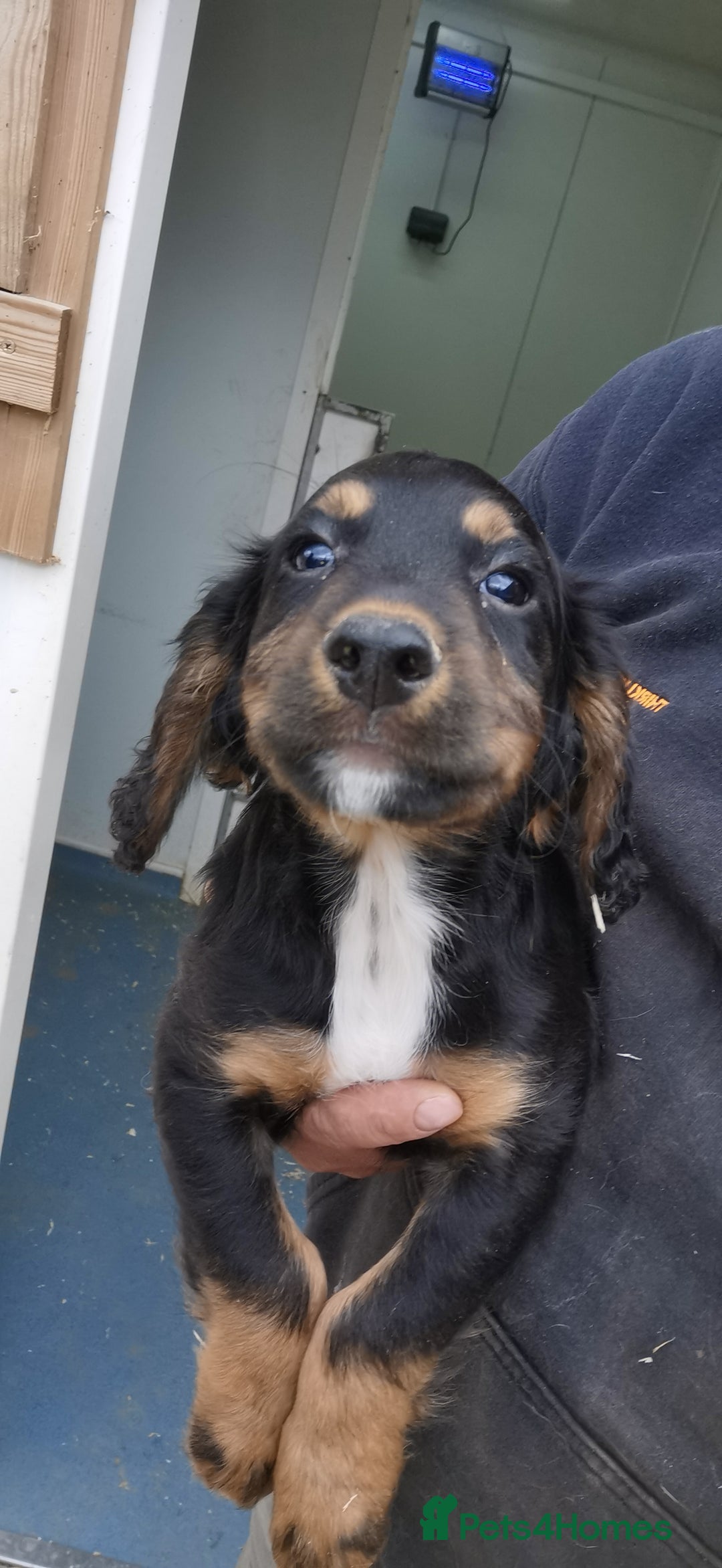 Cocker Spaniel dogs for sale: beautiful tri coloured working cocker spaniels  - Image 12