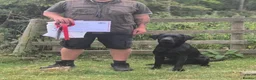 Labrador Retriever dogs for sale: KC registered hereditary clear pups. in Morpeth - Advert 6