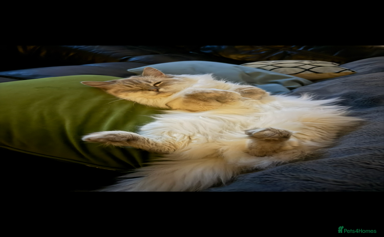Ragdoll cats - Advert 10