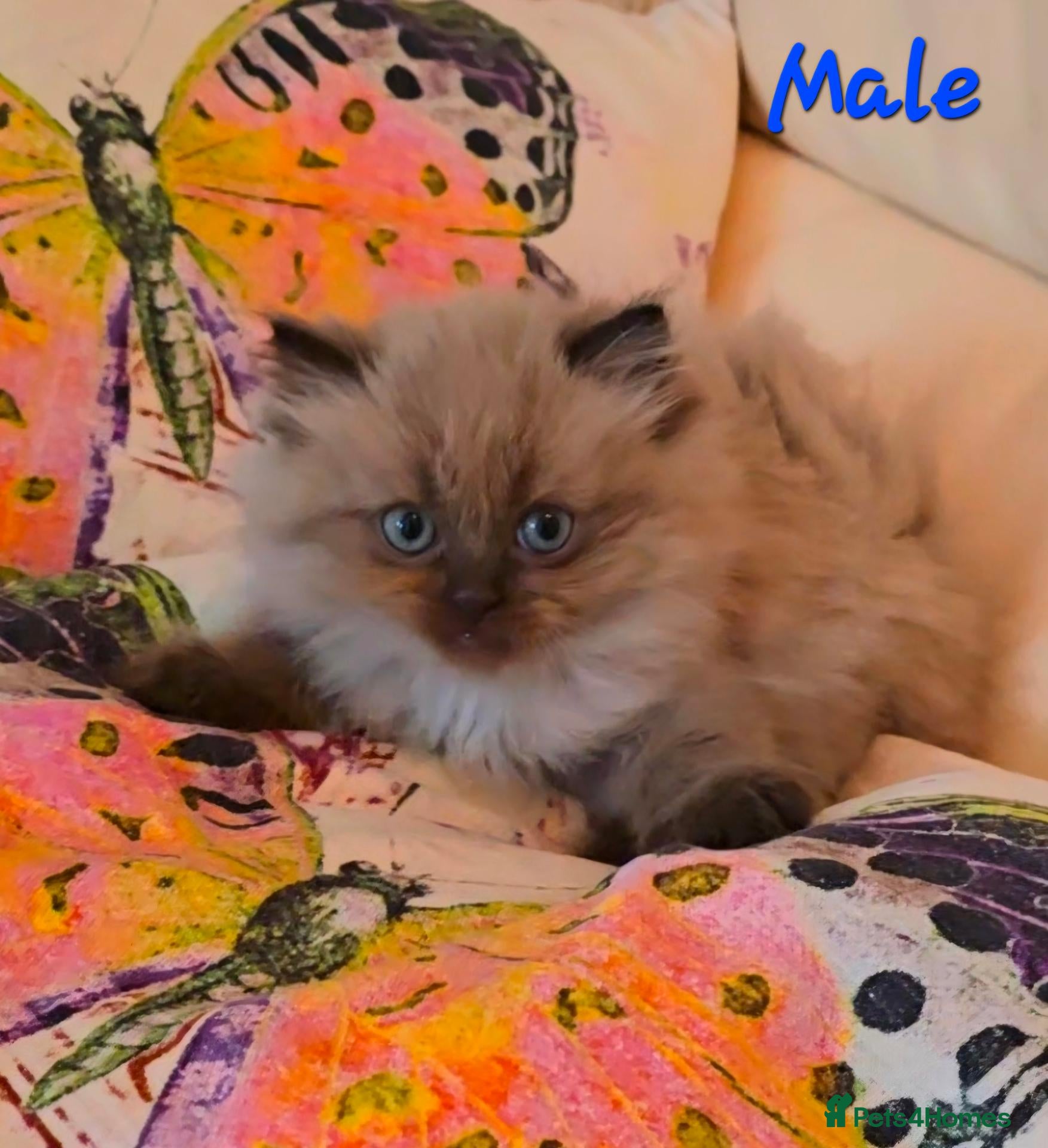 Persian cats Quality Minuet Persians - Advert 1