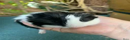 Guinea Pig rodents for sale: Baby Guinea pigs  - Advert 5
