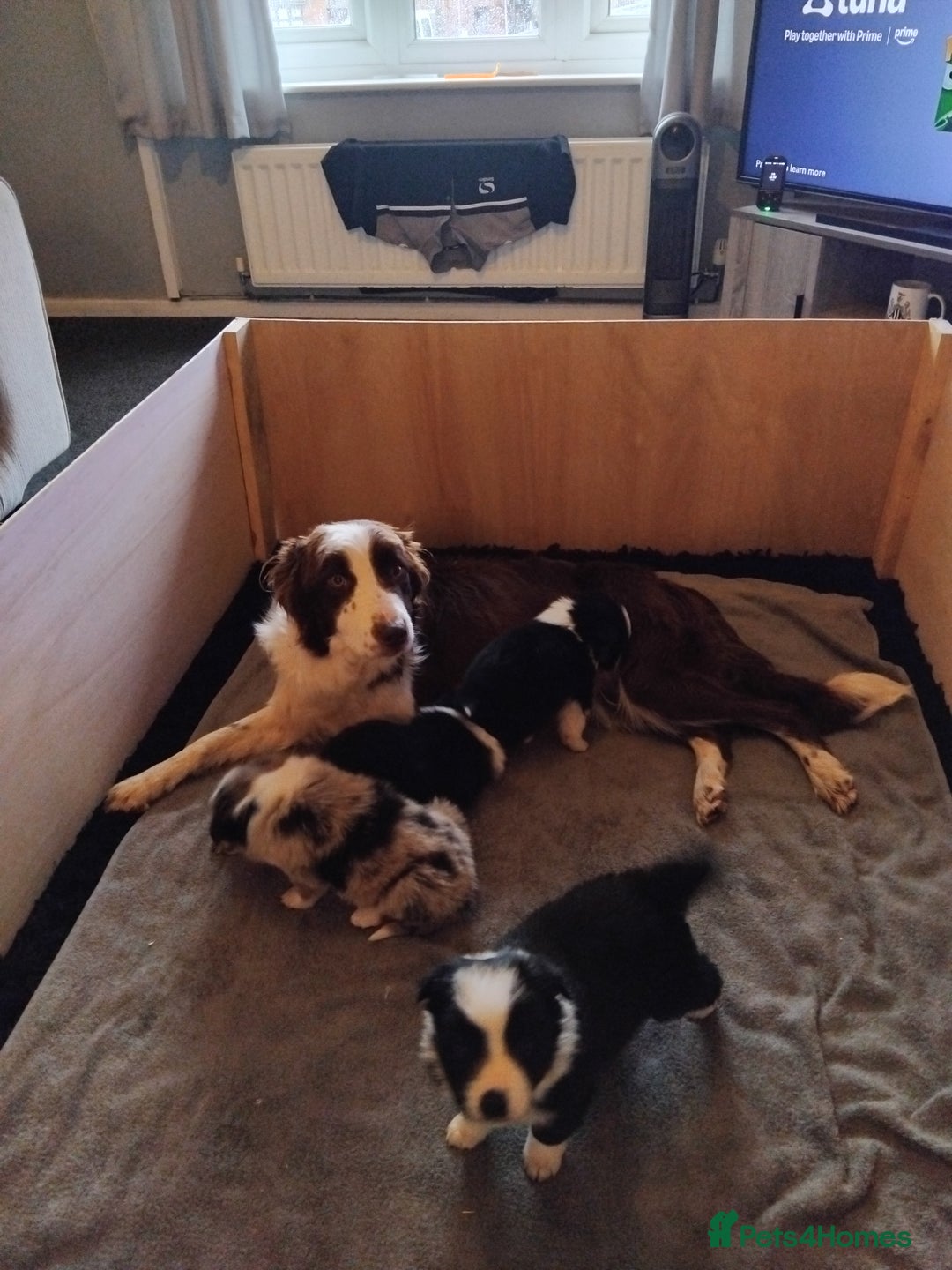Border Collie dogs for sale: Border Collie pups - Advert 1