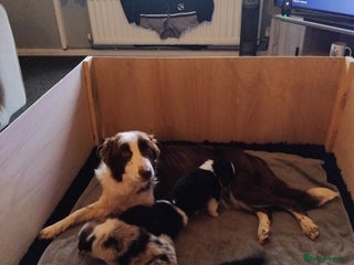 Border Collie dogs Border Collie pups - Advert 1