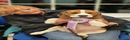 Beagle dogs for sale: GORGEOUS SHOW BEAGLE AVAILABLE - Advert 5