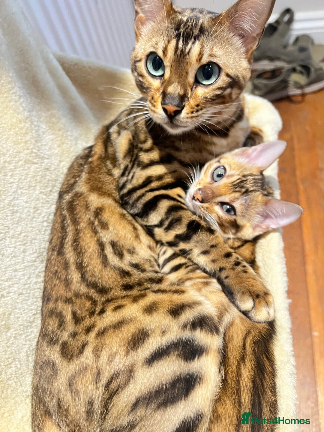 Bengal cats for sale: Stunning Bengal GIRL Kitten, TICA– ready 12/08/25 - Image 8