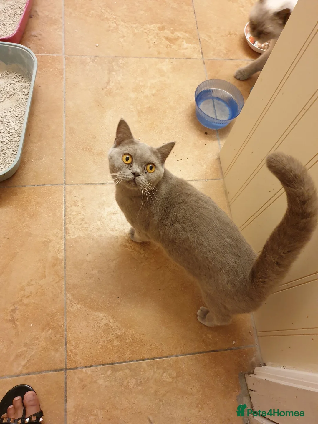 British Shorthair cats for sale: British shorthair kitten for sale - Advert 2