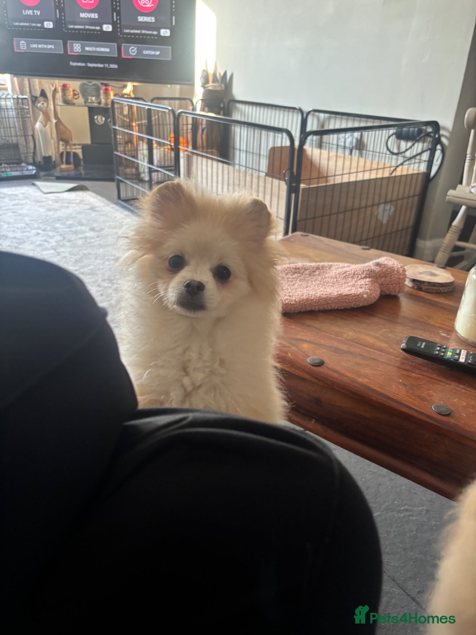 Pomeranian dogs Bruce’s the most loving . Pomeranian  reduced  - Advert 21