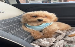 Cavapoo dogs for stud: Cavapoo for Stud - Image 4