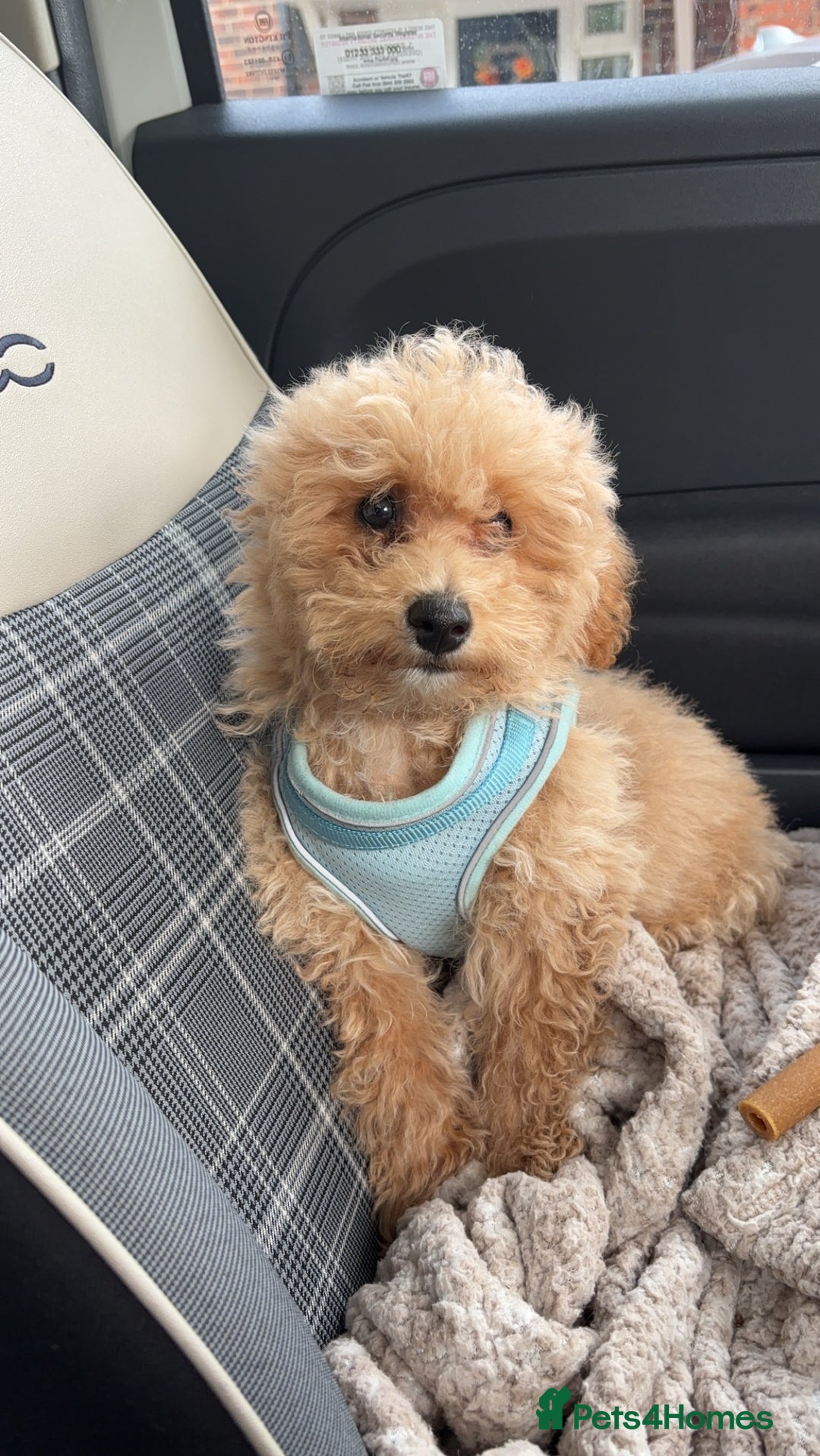 Cavapoo dogs for stud: Cavapoo for Stud - Image 4