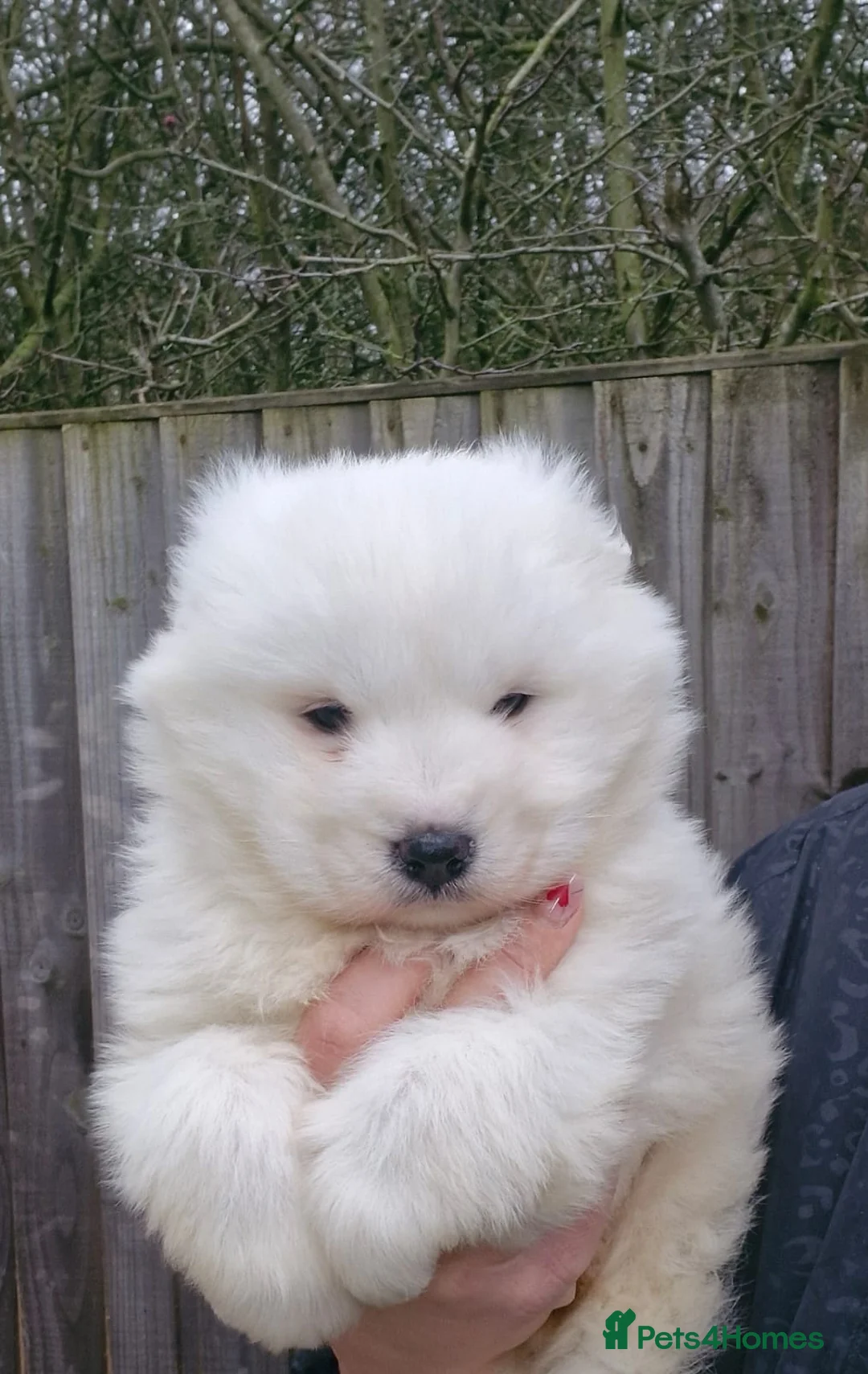 Samoyed dogs for sale: A beautiful little Samoyed girl for sale in Ashbourne - Advert 15
